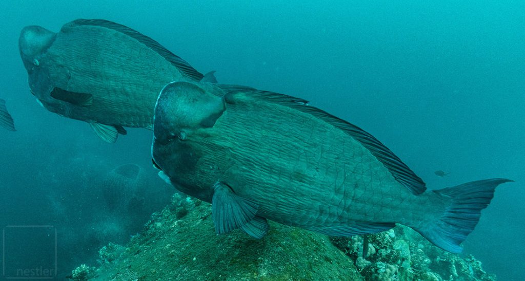 Bali Humphead Parrotfish at USS Liberty